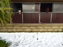 ponies of the riding school next to gland are looking outside their snowy boxes