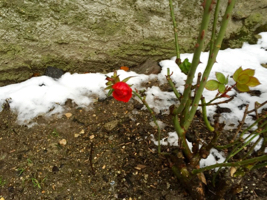 a rose is pointing through the snow in the horse sport center and riding school in begnins